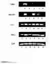 Fig. 02 - Modulation of T helper cell-mediated immune responses
