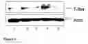 Fig. 05 - Modulation of T helper cell-mediated immune responses