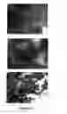 Fig. 28 - VLP based vaccine delivery system