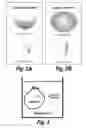 Fig. 04 - Tissue scaffolds derived from forestomach extracellular matrix