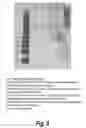 Fig. 08 - Tissue scaffolds derived from forestomach extracellular matrix
