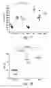 Fig. 60 - Compositions and methods for treating inflammation