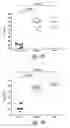 Fig. 62 - Compositions and methods for treating inflammation