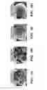 Fig. 04 - SILK MICROSPHERES FOR ENCAPSULATION AND CONTROLLED RELEASE