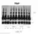 Fig. 24 - γ-butyrolactone compound and pharmaceutical composition thereof