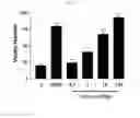 Fig. 04 - EXTRACT OF STEWARTIA KOREANA AND USE THEREOF