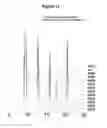 Fig. 02 - Crystalline intergrowth material of silicoaluminophosphate having two intergrown phases