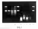 Fig. 02 - Methods and reagents for preserving RNA in cell and tissue samples
