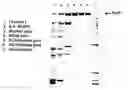 Fig. 01 - Bacterial replication systems and methods