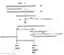 Fig. 01 - Light-inducible and rhythmically expressed genes and method for screening substances that affect an internal clock system