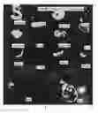 Fig. 01 - Method for evaluation of tissue preservation solution