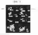 Fig. 02 - Method for evaluation of tissue preservation solution