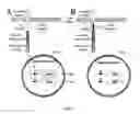Fig. 03 - YEAST BASED EXPRESSION OF PROTEASES AND METHODS OF USE