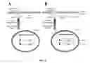Fig. 05 - YEAST BASED EXPRESSION OF PROTEASES AND METHODS OF USE