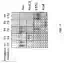 Fig. 22 - YEAST BASED EXPRESSION OF PROTEASES AND METHODS OF USE