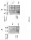 Fig. 23 - YEAST BASED EXPRESSION OF PROTEASES AND METHODS OF USE