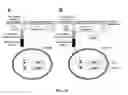 Fig. 27 - YEAST BASED EXPRESSION OF PROTEASES AND METHODS OF USE