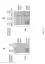 Fig. 28 - YEAST BASED EXPRESSION OF PROTEASES AND METHODS OF USE