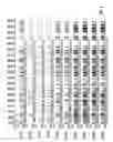 Fig. 02 - Methods for determining dysregulation of methylation of brain expressed genes on the X chromosome to diagnose autism spectrum disorders