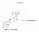 Fig. 04 - Methods for Detecting Asymmetric Dimethylarginine in a Biological Sample