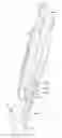 Fig. 01 - Swim or diving fin