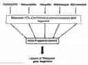 Fig. 01 - Peptide inhibitors of c-jun dimerization and uses thereof
