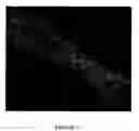 Fig. 12 - Peptide inhibitors of c-jun dimerization and uses thereof