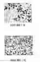 Fig. 19 - Peptide inhibitors of c-jun dimerization and uses thereof