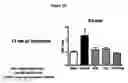Fig. 19 - Composition and Methods for Treatment of Congestive Heart Failure