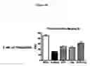 Fig. 20 - Composition and Methods for Treatment of Congestive Heart Failure
