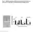 Fig. 06 - hG31P Expression System