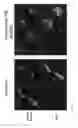 Fig. 08 - Methods for regulating cell mitosis by inhibiting serine/threonine phosphateses