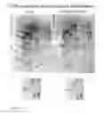Fig. 09 - Methods for regulating cell mitosis by inhibiting serine/threonine phosphateses