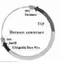 Fig. 01 - PREVENTION OF TRANSGENE ESCAPE IN GENETICALLY MODIFIED PERENNIALS