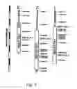 Fig. 02 - Methods and constructs for producing transgenic plants and methods of recovering expressed proteins