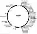 Fig. 01 - Polypeptides having alpha-glucuronidase activity and polynucleotides encoding same