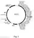 Fig. 04 - Polypeptides having alpha-glucuronidase activity and polynucleotides encoding same