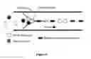 Fig. 08 - Acousto-optic sorting