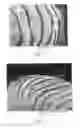 Fig. 05 - Method of determining the cuticle scale height of fibers
