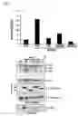 Fig. 04 - Method for screening anti-HIV Drugs and a diagnostic method of AIDS