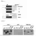 Fig. 07 - Method for screening anti-HIV Drugs and a diagnostic method of AIDS