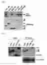 Fig. 08 - Method for screening anti-HIV Drugs and a diagnostic method of AIDS