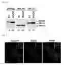 Fig. 09 - Method for screening anti-HIV Drugs and a diagnostic method of AIDS