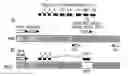 Fig. 01 - Replication-competent anti-cancer vectors