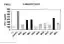 Fig. 02 - Antigenic polypeptide usable as therapeutic agent for malignant neoplasm