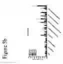Fig. 09 - Activation of HCV specific T cells