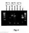 Fig. 04 - Recombinant bicistronic vectors