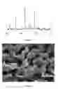 Fig. 02 - Osteoinductive calcium phosphates