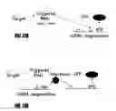 Fig. 13 - Triggered RNAi