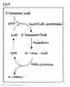 Fig. 09 - Microorganism capable of producing polyhydroxyalkanoate, polyhydroxyalkanoate synthase, and gene encoding the same